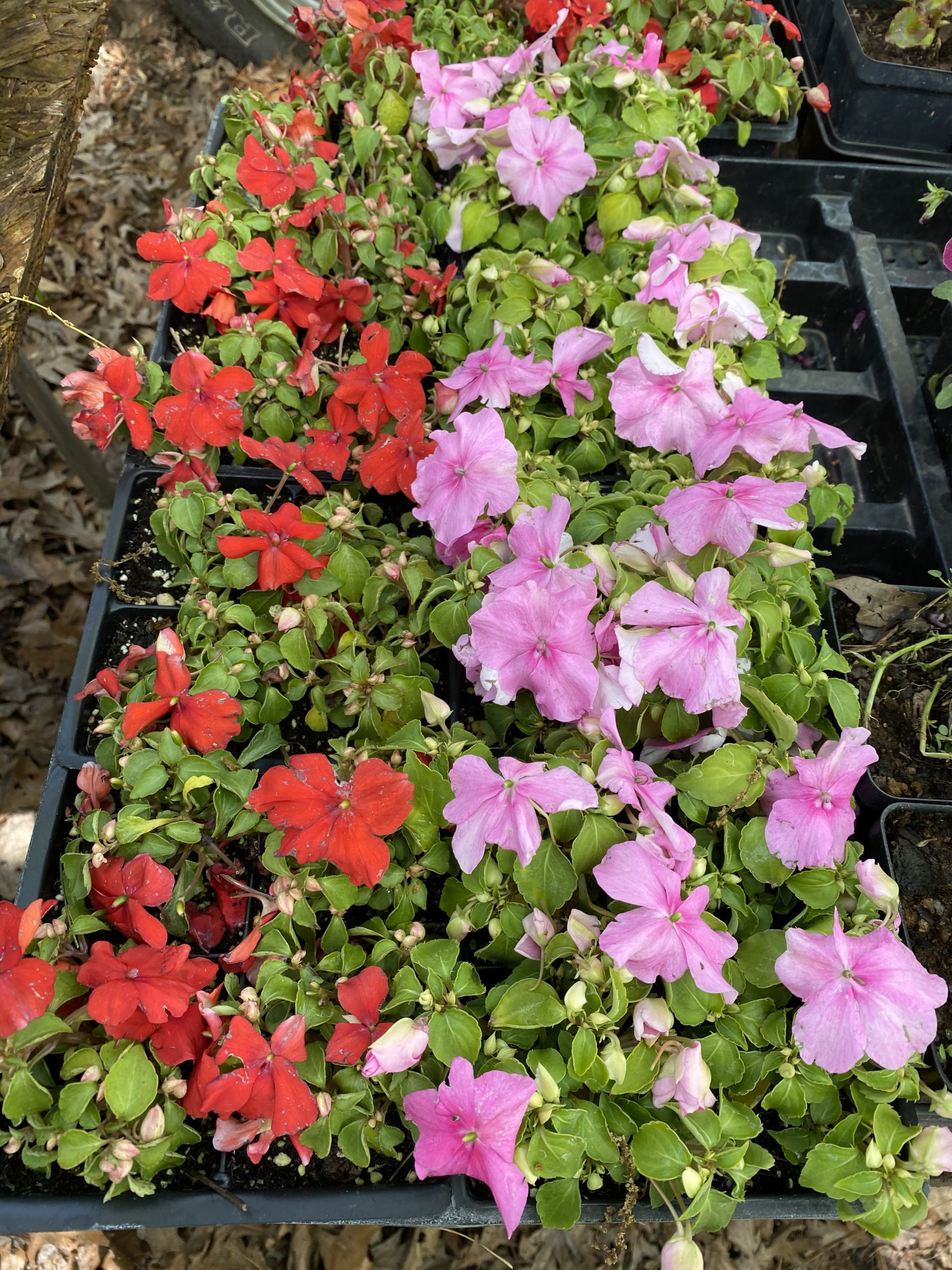 Impatiens plants4 pack Greene Commons