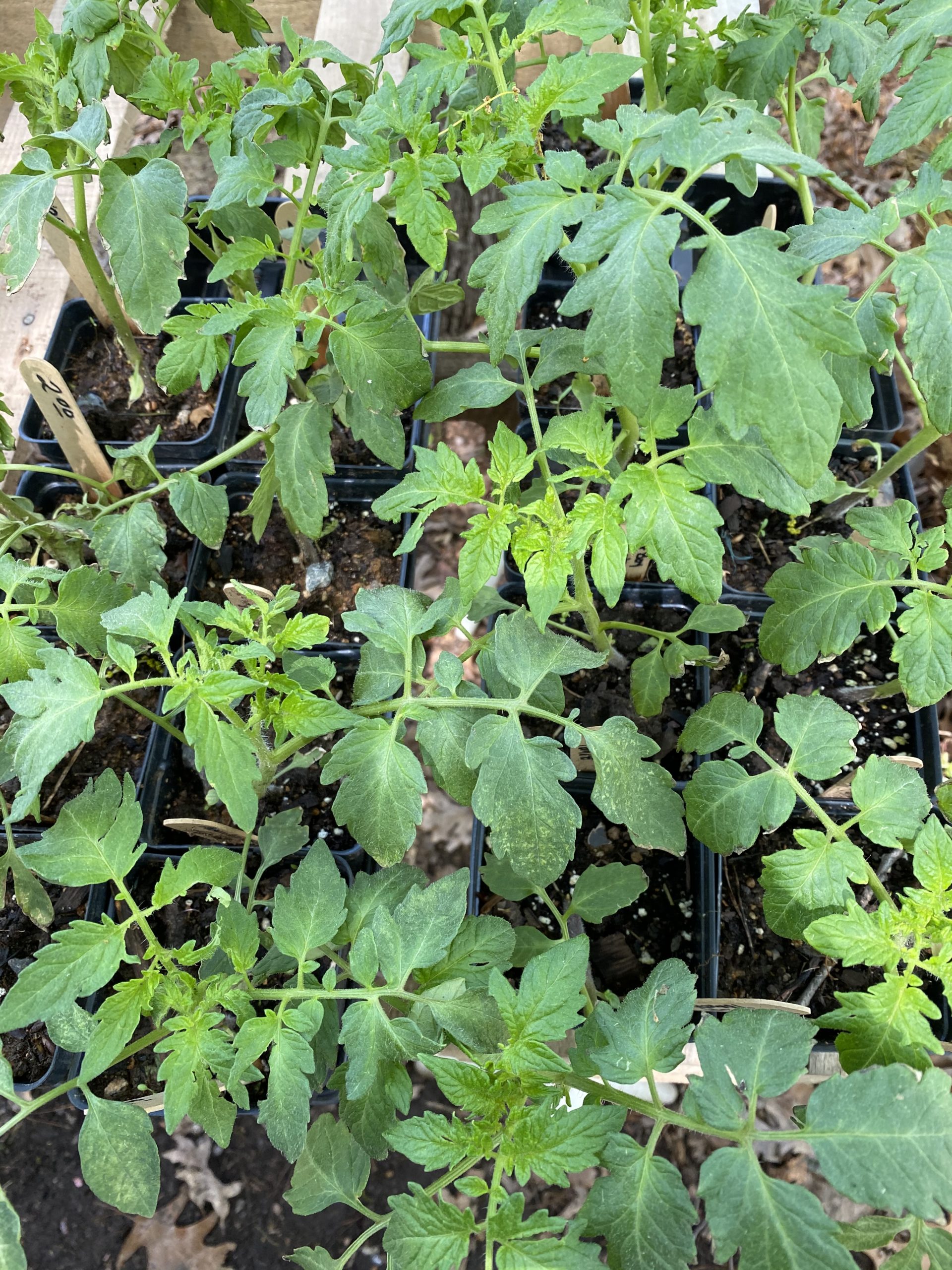 Brandywine tomato plants Greene Commons