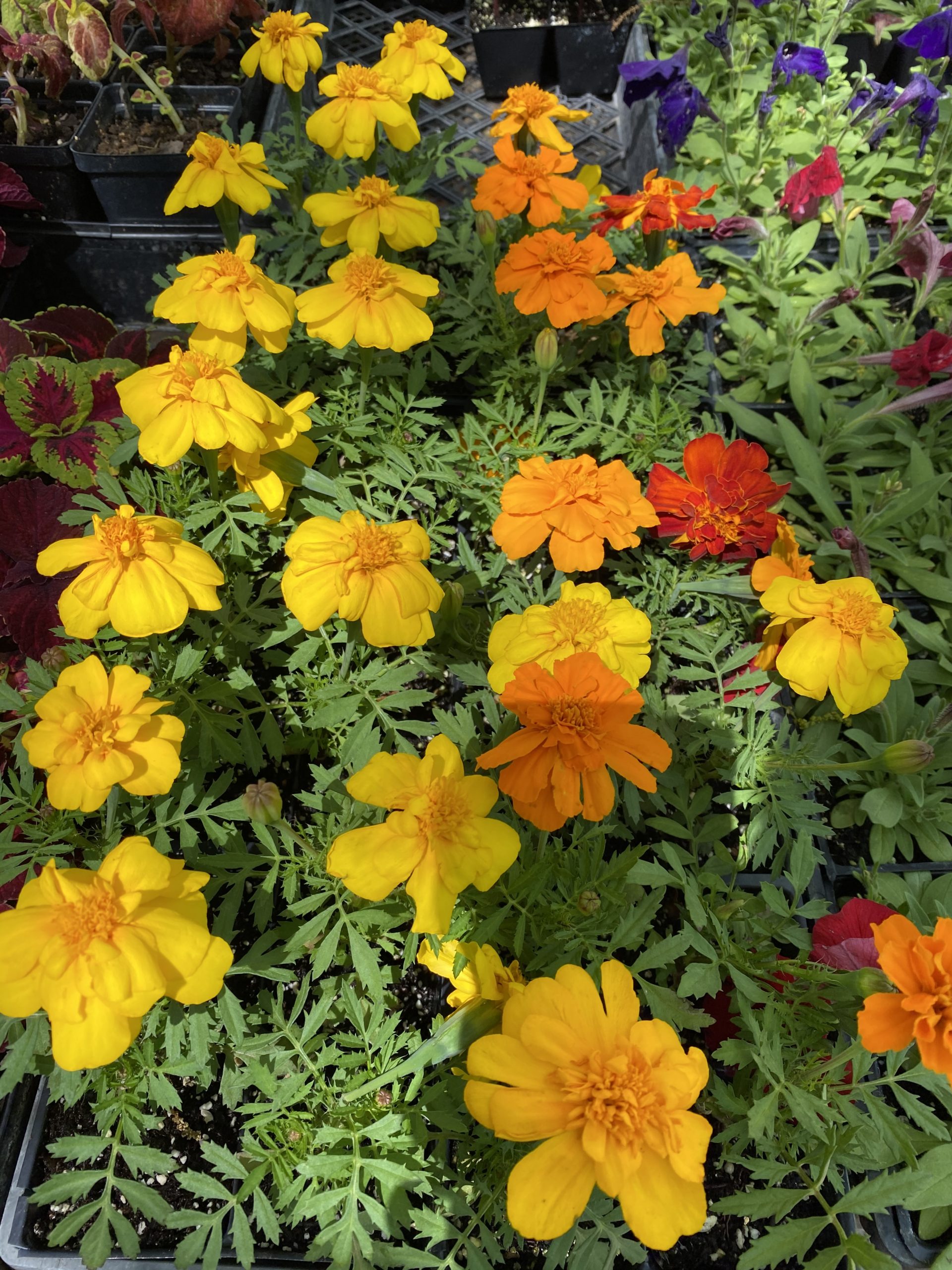 Marigold Plants-4 pack | Greene Commons