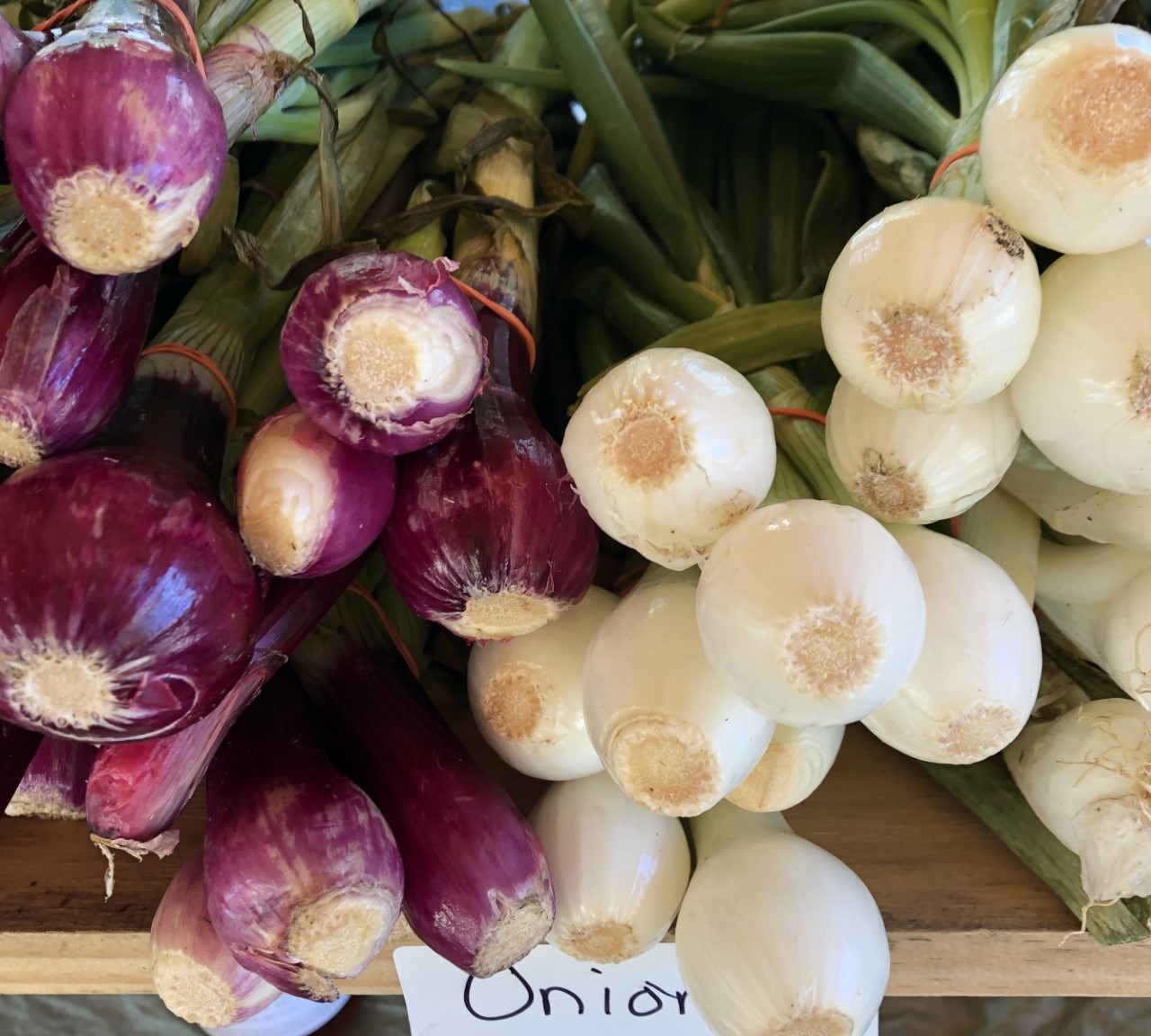 red&white onions